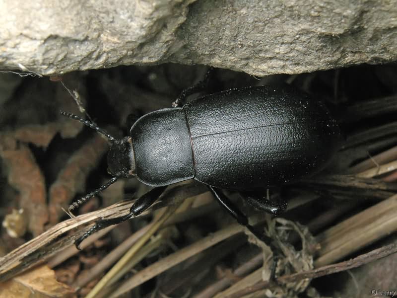 Blaps lethifera Marsham, 1802